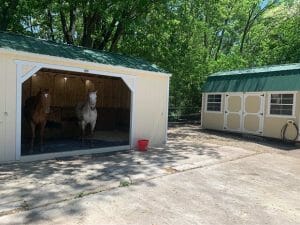 Horses in animal shelter shed